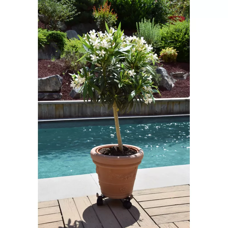 Roule Plante EXTENSIBLE Fer Vieilli Louis Moulin