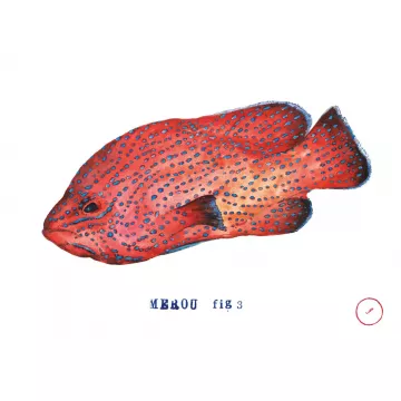 Affiche Aquarelle Merou - B&C