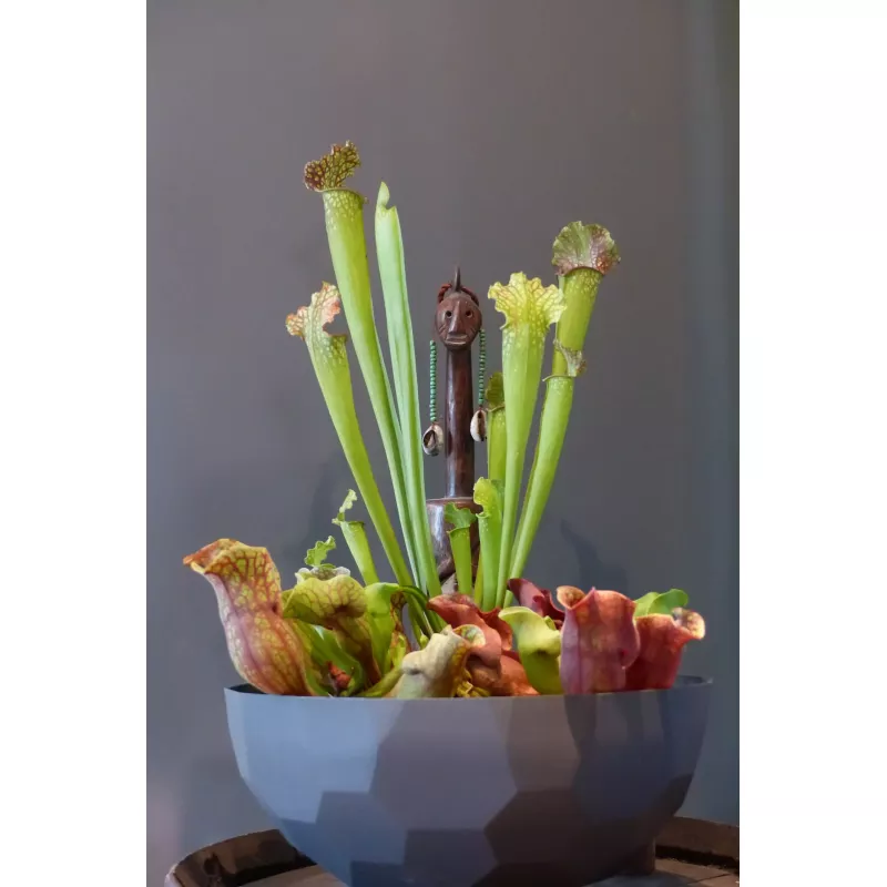 Coupe à plantes design géométrique à facette Quartz - Chapelu