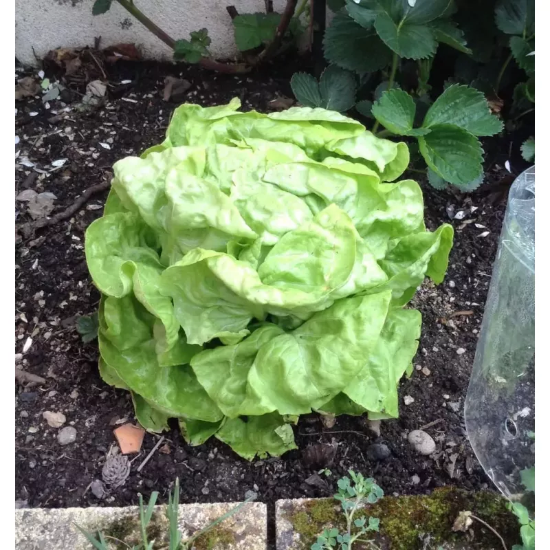 Serre de jardin en tube - Home Jardin Solutions