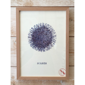 Affiche aquarelle oursin - B&C