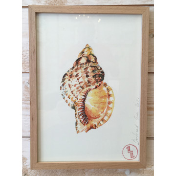Affiche aquarelle coquillage - B&C