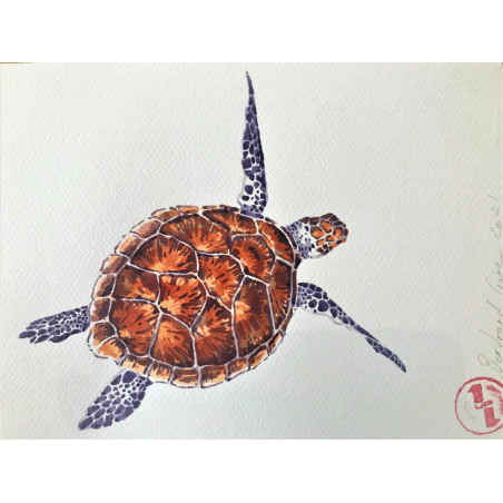Affiche Aquarelle Tortue - B&C 100 % Made in France