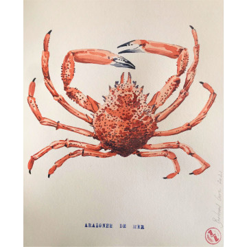 Affiche Araignée de mer - B&C