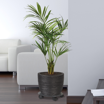 Roule plante rond en acier 40 cm - Louis Moulin