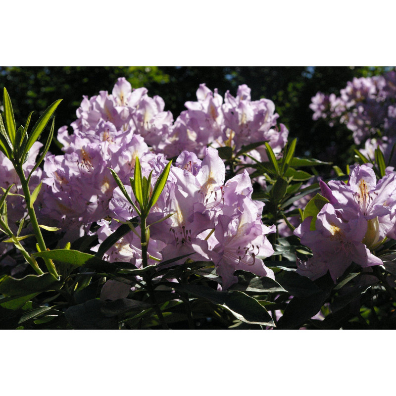 Terre de Bruyère pour Hortensias - Racine