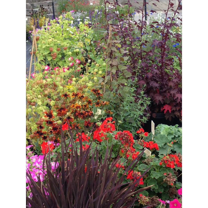 Terreau avec compost pour fleurs - Racine