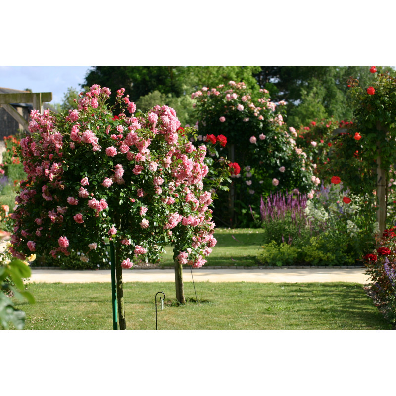 Terre végétale enrichie avec compost - Racine
