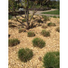 Paillage forestier - Racine Paillage forestier - Racine