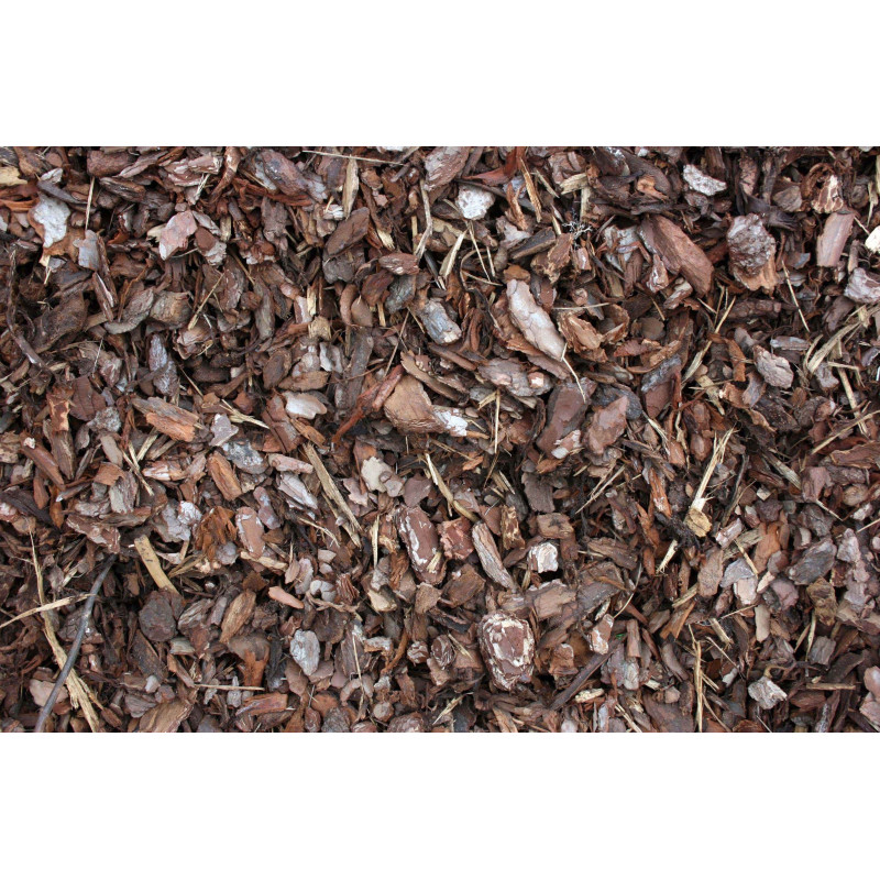 Paillage pin maritime - Racine