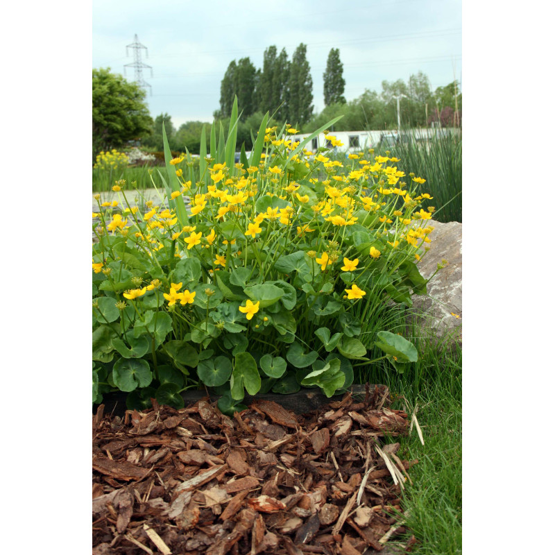 Paillage pin maritime - Racine