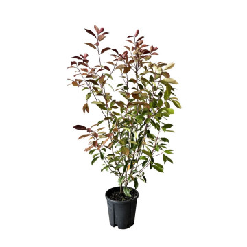 Plante de Haie Red Robin ou Photinia (Photinia fraseri) 10L | H80/100 par lot de 10 - G3F Pépinières