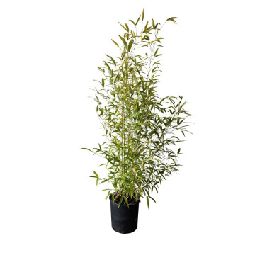 Bambou à bois doré (Phyllostachys aurea) 10 litres | H150/175 | Lot de 10 - G3F Pépinières