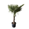 Palmier de Chine ou Palmier Chanvre (Chamaerops Excelsa / Trachycarpus Fortunei) - G3F Pépinières