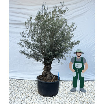 Olivier (Olea europea) 290L | C60/80 | H180/200 - G3F Pépinières