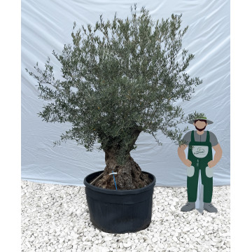 Olivier (Olea europea) 500L l C150/175 | H180/200 - G3F Pépinières