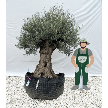 Olivier (Olea europea) en Motte Grillagée | C100/120 | H200/250 - G3F Pépinières