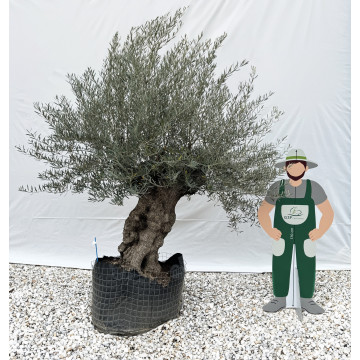 Olivier (Olea europea) en Motte Grillagée | C120/140 | H200/250 - G3F Pépinières