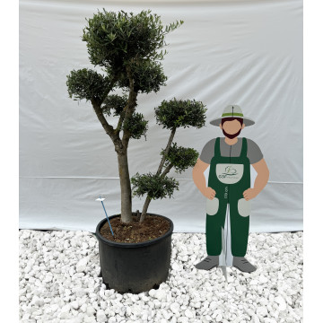 Olivier Nuage (Olea europea) 160 litres | C40/60 | H150/175 - G3F Pépinières