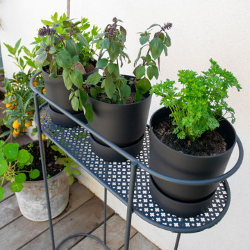 Support plantes et aromates sur pied - Louis Moulin